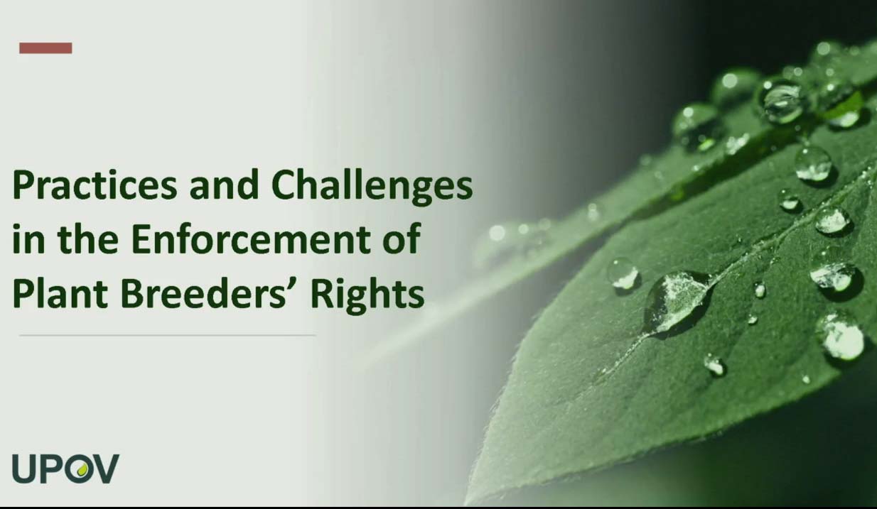 Close up of leaf with water drops