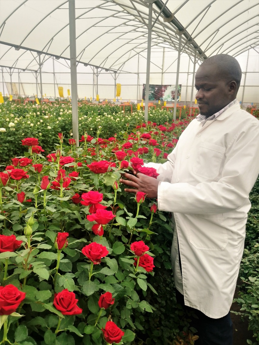ke-robert-okayo-breeder ke-robert-okayo-breeder