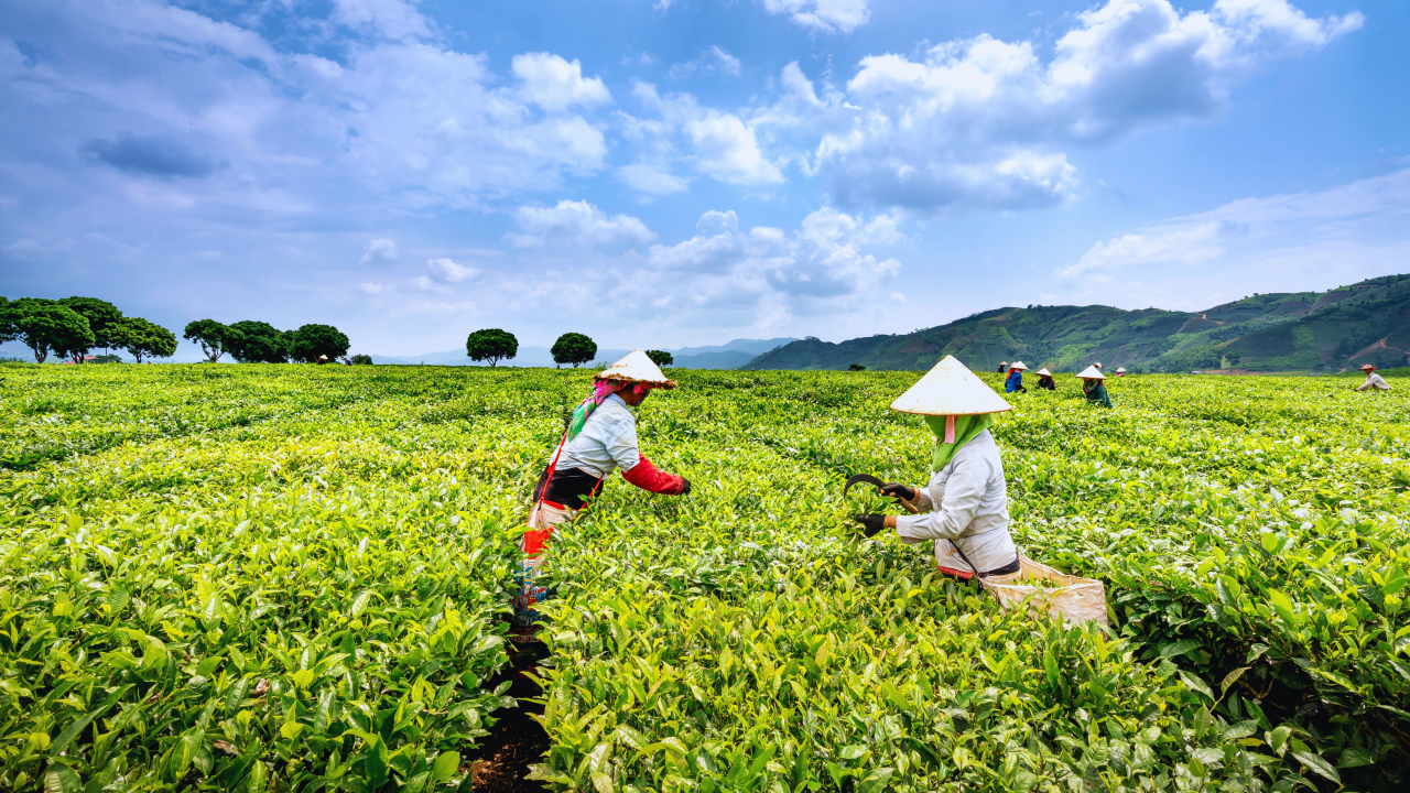 upov-newsletter-june-2025 upov-newsletter-june-2025